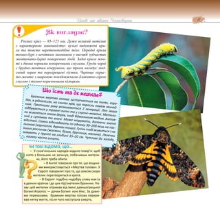 11
Цікаве про тварин Чернігівщини
Розмах крил — 95–125 мм. Дуже великий метелик
з характерною зовнішністю: вузькі видовжені кри-
ла та товсте веретеноподібне тіло. Передні крила
темно-бурі з нечітким малюнком у вигляді зубчастих
жовтувато-бурих поперечних ліній. Задні крила жов-
ті з двома чорними поперечними смугами. Груди чорні
з брудно-жовтим візерунком, що трохи нагадує люд-
ський череп та перехрещені кістки. Черевце охрис-
то-жовте з широкою повздовжньою блакитно-сірою
смугою і темно-коричневими кільцями.
Як виглядає?
Що їсть та де мешкає?
Бражник мертва голова зустрічається на полях, горо-
дах, в рідколіссях, на схилах ярів, що поросли повієм звичай-
ним. Протягом року розвиваються 2 генерації. Літ імаго
відбувається у травні–липні та у серпні–жовтні. Метели-
ки живляться соком дерев, іноді бджолиним медом. Актив-
ний у сутінках та вночі. Може мігрувати, долаючи значні
відстані. Самки відкладають по одному 30–200 яєць на пас-
льонові (картопля, дурман тощо). Гусінь іноді живиться і на
інших рослинах (жасмин, бузок, брусниця, малина). Лялечки
зимують у ґрунті на глибині 15–20 см. Чутливі до холоду,
взимку часто гинуть.
ЧИ ТОБІ ВІДОМО, ЩО...
– У слов’янських народів ходило повір’я: щоб
ніхто з близьких не загинув, побачивши метели-
ка, його треба вбити.
– В Англії говорили про те, що віщуна-
ми використовується «Мертва голова». У
Європі говорили і про те, що зовсім скоро
метелик перетвориться в крота.
– В Європі подібну недобру славу мав (а
в деяких країнах і до цих пір) метелик бражник. На-
зву цей метелик отримав від імені давньогрецької
богині Атропос — дочки богині ночі Нікс. За давні-
ми переказами, бражник мертва голова перери-
вав нитку життя, після чого наступала смерть.
 