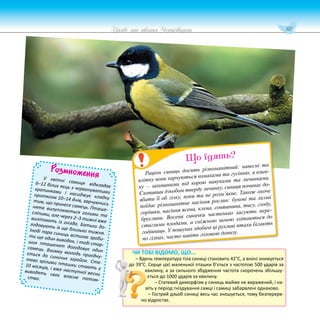 111
Цікаве про тварин Чернігівщини
Розмноження
У квітні самиця відкладає
6–12 білих яєць з червонуватими
крапинками і насиджує кладку
протягом 10–14 днів, харчуючись
тим, що принесе самець. Пташе-
нята вилуплюються голими та
сліпими, але через 2–3 тижні вже
вилітають із гнізда. Батьки до-
годовують їх ще близько тижня.
Іноді пара синиць встигає зроби-
ти ще один виводок, і тоді стар-
ших пташенят догодовує один
самець. Взимку молодь приєдну-
ється до синичих зграйок. Ста-
тево зрілими пташки стають у
10 місяців, і вже наступної весни
виводять своє власне потом-
ство.
Раціон синиць досить різноманітний: навесні та
влітку вони харчуються комахами та гусінню, а взим-
ку – захованими під корою павуками та личинками.
Схопивши дзьобом тверду личинку, синиця починає до-
вбати її об гілку, поки та не розм’якне. Також охоче
поїдає різноманітне насіння рослин: букові та лісові
горішки, насіння ясена, клена, соняшника, тису, глоду,
бруслини. Восени синички частенько ласують пере-
стиглими плодами, а сніжною зимою злітаються до
годівниць. У пошуках здобичі ці рухливі птахи бігають
по гілках, часто навіть головою донизу.
Що їдять?
ЧИ ТОБІ ВІДОМО, ЩО...
– Вдень температура тіла синиці становить 42°С, а вночі знижується
до 39°С. Серце цієї маленької пташки б’ється з частотою 500 ударів за
хвилину, а за сильного збудження частота скорочень збільшу-
ється до 1000 ударів за хвилину.
– Статевий диморфізм у синиць майже не виражений, і на-
віть у період гніздування самці і самиці забарвлені однаково.
– Гострий дзьоб синиці весь час зношується, тому безперерв-
но відростає.
 