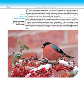 112 Цікаве про тварин Чернігівщини
нігур – звичайний птах який зимує на всій території України. Його легко впізнати за ха-
рактерною чорною шапочкою. Самця важко переплутати з яким-небудь іншим птахом
завдяки яскраво забарвленим шиї, грудям і черевцю. Птахи обох статей мають однакові білі
надхвістя і білі смуги на крилах, помітні при злітанні. Снігурі вирізняються не тільки красою,
але й солідністю: вони ніколи не поспішають і не метушаться.
Якщо природних місць гніздування вистачає, снігурі намагаються не з’являтися в садках.
Снігурі зазвичай пересуваються по гілках у кронах дерев і на землю спускаються рідко. В пе-
ріод гніздування снігурі можуть поселятися в заростях неподалік від людських помешкань.
У квітні самець починає залицятися до самки, приносячи їй у дзьобі подарунки - гілочки.
Незабаром самка приступає до будування гнізда. Вона звиває його з корінців у густому листі
кущів ожини, глоду або на горизонтальній гілці ялини, а самець, влаштувавшись неподалік,
співом відганяє конкурентів. Чашоподібне гніздо розташовується на висоті 2–5 метрів від
землі.
Вид –
Снігур –
Pyrrhula pyrrhula
Родина — В’юркові
Ряд — Горобцеподібні
Клас — Птахи
С
 