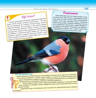 113
Цікаве про тварин Чернігівщини
Розмноження
Самка відкладає від 4 до 7 блідо-голубих в тем-
ну цятку яєць. Вона починає насиджувати кладку
після того, як знесе останнє яйце. Насиджування
триває 12–14 днів. Насиджує яйця в основному
самка, самець зрідка її замінює і підгодовує. Коли на
світ з’являються пташенята, самцеві доводить-
ся годувати всю родину. Пташенят, що підросли,
вигодовують як самець, так і самка. У віці 15–16
днів пташенята вже залишають гніздо.
Снігурі харчуються насінням і бруньками дерев та
кущів. Дзьоб снігура нагадує дзьоб папуги – він та-
кий же короткий та сильний. Снігур дістає насіння
і бруньки дзьобом, як кусачками, а вже потім очищає
їх від жорсткої оболонки. Раціон снігура залежить
від пори року. Навесні птах харчується цвітом дубів,
кульбабами і сережками верби. Влітку він годується
кропивою, щавлем і ожиною. Березове насіння і плоди
ясена основна зимова їжа снігура. Крім того, взимку
птахи об’їдають ягоди горобини.
Що їсть?
ЧИ ТОБІ ВІДОМО, ЩО...
– Батьки приносять у зобах багато їжі, тому годувати пташенят досить один раз на півгодини.
– Пісня самця складається з ніжного свисту і щебету з тонами, що швидко змінюють один
одного. Перелітаючи з дерева на дерево і наспівуючи одноманітних, але мелодійних та
приємних пісень, снігур дуже пожвавлює похмурий зимовий ліс.
– Снігурі люблять насіння ясена. Проте ясени добре плодоносять тільки раз на два
роки. Зважаючи на цей факт, можна передбачити роки, коли снігурі робитимуть більше
нальотів на сади.
– Дорослий снігур є вегетаріанцем, проте пташенят він годує білковою їжею павуками
й комахами.
 