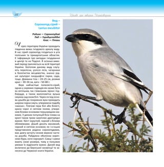 114 Цікаве про тварин Чернігівщини
Вид –
Сорокопуд сірий –
Lanius excubitor
Родина — Сорокопудові
Ряд — Горобцеподібні
Клас — Птахи
ерез територію України проходить
південна межа гніздового ареалу виду.
В нас сірий сорокопуд гніздиться в усіх
поліських та прикарпатських областях.
Є інформація про випадки гніздування
в центрі та на Поділлі. В осінньо-зимо-
вий період трапляється на всій території
України. Біотопом даному виду слугу-
ють переліски, узлісся лісів, чагарники
в болотистих місцевостях, значно рід-
ше культурні ландшафтні парки, сади,
тощо. Довжина тіла – 24–25 см, розмах
крил – 30–34 см, вага – 50–80 г.
Верх найчастіше попелясто-сірий,
однак у окремих підвидів він може бути
як світлішим, так і темнішим. Щоки і під-
боріддя, а також малопомітна вузька
смужка над оком білі. Через очі від осно-
ви дзьоба до покривних вуха проходить
широка чорна смуга, утворюючи подобу
«маски». Плечові пера білі або білясті,
крила чорні зі світлим полем, утворе-
ним білими основами першорядних ма-
хових. У деяких популяцій біла пляма на
крилі також трохи захоплює другорядні
махові. Хвіст округлий, чорний з білими
облямівками. Дзьоб досить масивний,
чорний зі світлою основою; як і в інших
представників родини сорокопудових,
має довгу загнуту гачком верхню части-
ну дзьоба. Райдужна оболонка корич-
нево-бура, ноги чорнуваті. Самці і самки
мають схожі розміри, тому в польових
умовах їх відрізнити важко. Даний вид
включено до Бернської конвенції та за-
несено до Червоної книги України.
Ч
 