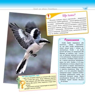 115
Цікаве про тварин Чернігівщини
Розмноження
Гніздо будує переважно або
виключно самка. Трапляєть-
ся, що одне гніздо використову-
ється кілька років і тільки ре-
монтується. Гнізда – на різній
висоті від землі, на чагарниках або
деревах, як хвойних, так і листя-
них, на деревах зазвичай на висоті
2–5 м над землею. Гніздовий матері-
ал гілочки, стовбури трав; вистил-
ка з ніжних рослинних матеріалів,
вовни та пір’я. Кладка з 5–6 яєць,
відкладають їх птахи в другій поло-
вині квітня і в травні. Трапляються
й кладки в червні, ймовірно, повтор-
ні замість втрачених. Яйця білу-
ваті, а на тлі розкидані буруваті
поверхневі плями і сіруваті глибокі.
Насиджує здебільшого самка, при
невеликій допомозі самця. Термін
насиджування близько 15–17 днів.
Гніздовий період триває близько
19–20 днів.
Основна пожива сірого сорокопуда – тваринного
походження: дрібні хребетні – птахи дрібних розмірів,
з ссавців – мишоподібні гризуни і землерийки; різнома-
нітні комахи жуки, перетинчастокрилі і прямокрилі,
лускокрилі, також личинки комах; насамкінець, дрібні
плазуни і земноводні. Пташенята в гнізді вигодову-
ються комахами. Полювати воліє, вичікуючи й пікіру-
ючи на здобич з підвищення.
Що їсть?
ЧИ ТОБІ ВІДОМО, ЩО...
– Цей птах насаджує жертв на колючки або гілочки
біля гнізда про запас. Якщо побачите мертвих
жаб, мишей, змій або жуків, нанизаних на ко-
лючки або сучки, отже, недалеко гніздо соро-
копуда.
– Відзначено напади сорокопудів на кажанів та
дроздів з метою поживи.
 