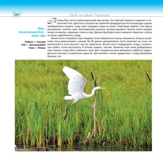 118 Цікаве про тварин Чернігівщини
елика біла чапля найпоширеніший вид чапель. На території України гніздовий та пе-
релітний птах. Цей птах у пошуках їжі зазвичай проходжується по мілководдю уздовж
прибережного очерету. Іноді чаплі знаходять корм на полях. Помітивши здобич, птах вмить
розпрямляє і витягає шию, безпомилково цілячись гострим дзьобом. Велика чапля нерідко
очікує на жертву, нерухомо стоячи у воді. Далеко від берега вона неквапно перелітає з місця
на місце, вдивляючись у воду.
Великі чаплі створюють пари невдовзі після повернення із місць зимування. Самці у шлюб-
ному танці демонструють самкам 30–50 довгих декоративних пір’їн (егреток) на спині, які
розпускають у всій пишності під час привітання. Великі чаплі споруджують гнізда з очеретя-
них стебел, потім вистилають їх м’якою травою і листям. Зазвичай пари лише добудовують
своє торішнє гніздо або ж займають чуже. Для гніздування вони вибирають найбільш трудно-
доступні куточки в очеретяних заростях. Для великих чапель придатним є гніздо діаметром
близько 1 м.
Вид –
Чапля велика біла –
Ardea alba
Родина — Чаплеві
Ряд — Лелекоподібні
Клас — Птахи
В
 