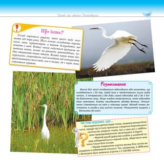 119
Цікаве про тварин Чернігівщини
Розмноження
Великі білі чаплі гніздуються відособлено або колоніями, що
складаються з 50 пар, серед яких є представники інших видів
чапель. 3 інтервалом у дві доби самка відкладає від 2 до 5 блі-
до-блакитних яєць. Якщо кладка втрачається, птах відкладає
яйця повторно. Кладку насиджують обидва батьки. Пташе-
нята з’являються на світ у ніжному пухові. Молоді птахи ви-
літають із гнізда у віці шести тижнів. Пташенята живуть з
батьками до осені.
Склад харчового раціону чаплі цього виду зале-
жить від пори року. Його основу складають коропи,
окуні, лини, червонопірки, а також безхребетні, що
живуть у воді. Влітку чапля годується крупними ли-
чинками комах, полює на равликів, ракоподібних, по-
їдає пташенят інших птахів. Велика чапля живе від-
окремлено, охороняючи свої володіння від конкурентів
представників свого виду, але в місцях, де є корм, вони
годуються зграями.
Що їсть?
ЧИ ТОБІ ВІДОМО, ЩО...
– Винищування деяких видів птахів, зокрема великої білої
чаплі, заради пір’я стало причиною створення Королівського
суспільства охорони птахів, яке у наші дні є найбіль-
шою природоохоронною організацією в Європі.
– Жовтий дзьоб дорослих особин у шлюбний пе-
ріод забарвлюється в чорний колір, зберігаючи жов-
тизну тільки біля основи.
– Заради знаменитих егреток велику білу чаплю ви-
нищували в неймовірній кількості. Так, наприклад, в 1898 році
з Венесуели було вивезено егретки з 1 538 000 чапель.
 