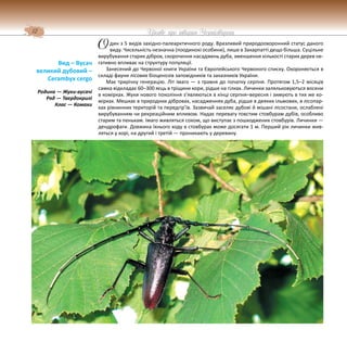 12 Цікаве про тварин Чернігівщини
дин з 5 видів західно-палеарктичного роду. Вразливий природоохоронний статус даного
виду. Чисельність незначна (поодинокі особини), лише в Закарпатті дещо більша. Суцільне
вирубування старих дібров, скорочення насаджень дуба, зменшення кількості старих дерев не-
гативно впливає на структуру популяції.
Занесений до Червоної книги України та Європейського Червоного списку. Охороняється в
складі фауни лісових біоценозів заповідників та заказників України.
Має трирічну генерацію. Літ імаго — з травня до початку серпня. Протягом 1,5–2 місяців
самка відкладає 60–300 яєць в тріщини кори, рідше на гілках. Личинки заляльковуються восени
в комірках. Жуки нового покоління з’являються в кінці серпня–вересня і зимують в тих же ко-
мірках. Мешкає в природних дібровах, насадженнях дуба, рідше в деяких ільмових, в лісопар-
ках рівнинних територій та передгір’їв. Зазвичай заселяє дубові й мішані лісостани, ослаблені
вирубуванням чи рекреаційним впливом. Надає перевагу товстим стовбурам дубів, особливо
старим та пенькам. Імаго живляться соком, що виступає з пошкоджених стовбурів. Личинки —
дендрофаги. Довжина їхнього ходу в стовбурах може досягати 1 м. Перший рік личинки жив-
ляться у корі, на другий і третій — проникають у деревину.
Вид – Вусач
великий дубовий –
Cerambyx cergo
Родина — Жуки-вусачі
Ряд — Твердокрилі
Клас — Комахи
О
 