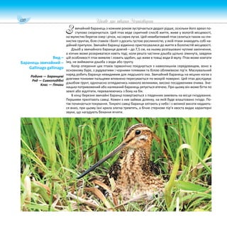 120 Цікаве про тварин Чернігівщини
вичайний баранець з кожним роком зустрічається дедалі рідше, оскільки його ареал по-
ступово скорочується. Цей птах веде скритний спосіб життя, живе у вологій місцевості,
на мулистих берегах озер і річок, на сирих лугах. Цей невибагливий птах селиться також на гли-
нистих грунтах, біля ставків і боліт з досить густою рослинністю, у якій птахи знаходять собі на-
дійний притулок. Звичайні баранці відмінно пристосувалися до життя в болотистій місцевості.
Дзьоб у звичайного баранця довгий – до 7,5 см, на ньому розташовані чутливі закінчення,
а кінчик може розкриватися навіть тоді, коли решта частини дзьоба щільно зімкнута, завдяки
цій особливості птах виявляє і ловить здобич, що живе в товщі води й мулу. Птах може ковтати
їжу, не виймаючи дзьоба з води або грунту.
Колір оперення цих птахів гармонічно поєднується з навколишнім середовищем, воно в
основному буре, з рудуватими і чорними плямами та білою облямівкою пір’я. Маскувальний
наряд робить баранця невидимим для людського ока. Звичайний баранець на міцних ногах з
довгими тонкими пальцями впевнено пересувається по мокрій поверхні. Цей птах досліджує
дзьобом ґрунт, одночасно оглядаючись навколо великими, високо посадженими очима. Зне-
нацька потривожений або наляканий баранець рятується втечею. При цьому він може бігти по
землі або відлітати, перевалюючись з боку на бік.
В кінці березня звичайні баранці повертаються з південних зимівель на місця гніздування.
Першими прилітають самці. Кожен з них займає ділянку, на якій буде влаштовано гніздо. По-
тім починається токування. Токуючі самці баранця злітають у небо і з великої висоти кидають-
ся вниз, при цьому їхні крила злегка тремтять, а бічне стернове пір’я хвоста видає характерні
звуки, що нагадують бекання ягняти.
Вид –
Баранець звичайний –
Gallinago gallinago
Родина — Баранцеві
Ряд — Сивкоподібні
Клас — Птахи
З
 