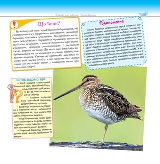121
Цікаве про тварин Чернігівщини
Розмноження
Гніздо баранця влаштовує серед очерету, що
росте на болоті, найчастіше на купині. Плоске, ви-
стелене травою поглиблення надійно приховане
від чужих очей. Самка баранця відкладає чотири
плямисті яйця. Через сімнадцять-двадцять днів
на світ з’являються пташенята-пуховички. Зви-
чайні баранці типові виводкові птахи, їхні пта-
шенята з’являються на світ вже досить добре
розвиненими і незабаром покидають гніздо. У мі-
сячному віці вони роблять перші спроби польоту. У
разі небезпеки пташенята ховають голову в тра-
ву і чекають, коли батьки проженуть ворога або
відвернуть його увагу.
р Ч
Ч
На відміну від інших представників баранцевих, які
споживають їжу тваринного походження, звичайний
баранець годується і рослинами. Він виходить на по-
шуки їжі в сутінках. Харчується переважно комахами
та їхніми личинками, а також дощовими черв’яками,
слимаками, дрібними ракоподібними і рослинною
їжею, зокрема насінням. Для того, щоб їжа добре по-
дрібнювалася та засвоювалася шлунком, баранці ков-
тають піщинки. Стоячи на мілководді, цей птах за-
нурює свій довгий дзьоб у м’яке мулисте дно: таким
чином він досліджує ґрунт, у повільному темпі про-
суваючись уперед.
Що їсть?
ЧИ ТОБІ ВІДОМО, ЩО...
– Щоб вийшов характерний
бекаючий звук, звичайний бара-
нець повинен здійснюва-
ти 10–11 помахів крила-
ми на секунду.
– Завдяки великим
очам звичайний баранець
добре бачить у сутінках.
– Баранець переносить пташе-
ня в безпечне місце, затискаючи
між плеснами ніг, при цьому птах
летить низько над землею.
– Іноді баранцевих через довгі
ноги зараховують до ряду лелеко-
подібних, представники якого та-
кож населяють вологі райони.
– Токуючий баранець може ки-
датися вниз з висоти приблизно 70
метрів.
 