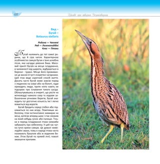 122 Цікаве про тварин Чернігівщини
Вид –
Бугай –
Botaurus stellaris
Родина — Чаплеві
Ряд — Лелекоподібні
Клас — Птахи
угай належить до тієї самої ро-
дини, що й сіра чапля. Характерною
особливістю самців бугая є їхня шлюбна
пісня, яка нагадує ревіння бика. Масо-
вий приліт бугаїв на місця гніздування,
в залежності від широти, відбувається в
березні - травні. Місце його проживан-
ня це високі й густі очеретяні чагарники.
Цей птах веде скритний спосіб життя.
Досить часто бугай живе зовсім поряд
з людиною на озері або на болоті, куди
приходять люди, проте ніхто навіть не
підозрює про існування такого сусіда.
Облаштувавшись в очереті, що росте на
мілководді навколо озер та вздовж за-
болочених річкових берегів, бугай зна-
ходить тут достатню кількість їжі і легко
ховається від ворогів.
Бугай бродить серед стебел або під-
німається по них вгору. Помітивши не-
безпеку, птах інстинктивно завмирає на
місці, витягає вперед шию і стає схожим
на який-небудь сучок або палицю. Тіль-
ки в період гніздування птахи немовби
забувають про небезпеку. У цей час чут-
но гучні крики самців. Це доволі неме-
лодійні звуки, тому в народі птаха часто
називають бухалом або ж водяним би-
ком. Літає бугай по прямій лінії, поволі
змахуючи крилами.
Б
 