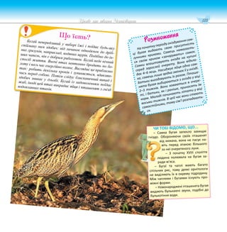123
Цікаве про тварин Чернігівщини
Розмноження
На початку періоду гніздування сам-
ці бугая видають свою присутність
гучними криками. Самець намагаєть-
ся своїм криком «зачарувати» самок.
Самки влаштовують гнізда на купині
серед зарослей очерету. Вона відкла-
дає 4–6 яєць. Насиджує яйця одна сам-
ка, самець лише зрідка змінює її у гнізді.
Батьки вигодовують їх разом. Пташе-
нята бугая вибираються з гнізда у віці
2–3 тижнів. Вони ховаються в очере-
ті, і батьки, як і раніше, приносять їм
корм. Молоді починають літати у віці
восьми тижнів. В цей час вони стають
самостійними, тому сім’ї розпадають-
ся.
Бугай невередливий у виборі їжі і поїдає будь-яку
спійману ним здобич: від личинок одноденок до дріб-
них гризунів, наприклад, водяних щурів. Подібно до ін-
ших чапель, він є добрим риболовом. Бугай веде нічний
спосіб життя. Вночі птах невтомно бродить по бо-
лоту і весь час енергійно полює. Виглядає це приблизно
так: робить декілька кроків і зупиняється, вдивляю-
чись перед собою. Потім слідує блискавичний випад і
здобич зникає у дзьобі. Бугай із задоволенням поїдає
жаб, іноді цей птах викрадає яйця і пташенят з гнізд
водоплавних птахів.
Що їсть?
ЧИ ТОБІ ВІДОМО, ЩО...
– Самка бугая запекло захищає
гніздо. Обороняючи своїх пташенят
від хижака, вона не пасує на-
віть перед атакою більшого
за неї очеретяного луня.
– З початку XVIII століття
людина полювала на бугая за-
ради м’яса.
– Бугаї та чаплі мають багато
спільних рис, тому деякі орнітологи
не виділяють їх в окрему підродину.
Між чаплями і бугаями існують про-
міжні форми.
– Новонароджені пташенята бугая
видають булькаючі звуки, подібні до
булькотіння води.
 