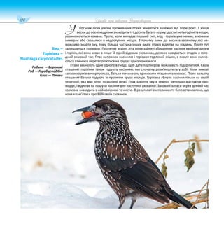 124 Цікаве про тварин Чернігівщини
гірських лісах умови проживання птахів міняються залежно від пори року. З кінця
весни до осені кедрівки знаходить тут досить багато корму: достигають горіхи та ягоди,
розмножуються комахи. Проте, коли випадає перший сніг, ягід і горіхів уже немає, а комахи
вимерли або сховалися в недоступних місцях. З початку зими до весни в хвойному лісі не-
можливо знайти їжу, тому більша частина інших видів птахів відлітає на південь. Проте тут
залишаються горіхівки. Протягом всього літа вони зайняті збиранням насіння хвойних дерев
і горіхів, які вона ховає в лише їй одній відомих схованках, до яких навідається згодом в голо-
дний зимовий час. Птах наповнює насінням і горіхами горловий мішок, в якому вони склею-
ються слиною і перетворюються на грудку однорідної маси.
Птахи змінюють одне одного в гнізді, щоб дати партнерові можливість підкріпитися. Своїх
пташенят горіхівки також годують насінням, яке спочатку розм’якшують у зобі. Коли зимові
запаси кормів вичерпуються, батьки починають приносити пташенятам комах. Після вильоту
пташенят батьки годують їх протягом трьох місяців. Горіхівка збирає насіння тільки на своїй
території, яка має чітко позначені межі. Птах закопує їжу в землю, ретельно маскуючи «ко-
мору», і відлітає на пошуки насіння для наступної схованки. Заховані запаси через деякий час
горіхівка знаходить з неймовірною точністю. В результаті експерименту було встановлено, що
вона «пам’ятає» про 86% своїх схованок.
Вид –
Горіхівка –
Nucifraga caryocatactes
Родина — Воронові
Ряд — Горобцеподібні
Клас — Птахи
У
 