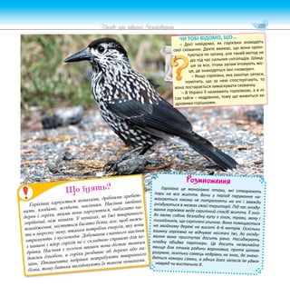125
Цікаве про тварин Чернігівщини
Розмноження
Горіхівка це моногамні птахи, які створюють
пари на все життя. Вони у період парування на-
магаються нікому не потрапляти на очі і завжди
гніздуються в межах своєї території. Під час гнізду-
вання горіхівка веде скритний спосіб життя. Її гніз-
до являє собою безладну купу з гілок, трави, моху і
лишайників, що скріплені глиною. Воно поміщається
на хвойному дереві на висоті 4–6 метрів. Оскільки
взимку горіхівка не відчуває нестачі їжі, до гнізду-
вання вона приступає досить рано. Насиджують
кладку обидва партнери. Це досить незвичайне
явище для птахів родини воронових, проте цілком
розумне, оскільки самець кедрівки не знає, де знахо-
дяться комори самки, а одних його запасів їм удвох
навряд чи вистачило б.
Горіхівка харчується комахами, дрібними хребет-
ними, плодами, ягодами, насінням. Насіння хвойних
дерев і горіхи, якими вони харчуються, набагато ка-
лорійніші, ніж комахи. У комахах, як їжі тваринного
походження, міститься багато білка, але, щоб вижи-
ти в морозну зиму, птахам потрібна енергія, яку вони
отримують з вуглеводів. Добування смачного насіння
з шишок і ядер горіхів не є складною справою для ке-
дрівки. Насіння з лусочок шишок вона дістає тонким
довгим дзьобом, а горіхи розбиває об дерево або ка-
мінь. Пташенята кедрівок потребують тваринного
білка, тому батьки вигодовують їх також комахами.
Що їдять?
ЧИ ТОБІ ВІДОМО, ЩО...
– Досі невідомо, як горіхівки знаходять
свої схованки. Дехто вважає, що вони орієн-
туються по запаху, але такий метод не
діє під час сильних снігопадів. Швид-
ше за все, птахи запам’ятовують міс-
ця, де знаходяться їхні «комори».
– Якщо горіхівка, яка закопує запаси,
помітить, що за нею спостерігають, то
вона постарається замаскувати схованку.
– В Україні її називають горіхівкою, а в лі-
сах тайги – кедрівкою, тому що живиться ке-
дровими горішками.
 