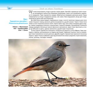 126 Цікаве про тварин Чернігівщини
і птахи влаштовують гнізда в дуплах старих дерев. Звичайні горихвістки своїх пташе-
нят вигодовують найчастіше комахами-шкідниками, тому їх так полюбляють садівни-
ки та городники. Пари горихвісток нерідко зберігаються впродовж декількох років. Самці
повертаються на місця гніздування раніше, ніж самки. Вони відшукують місце для гнізда:
зазвичай це дупло або купа вітролому.
До обов’язків самця входить підтримання гнізда в чистоті протягом перших днів після
появи пташенят. Самець виносить дитячі екскременти у дзьобі назовні. Через 2 тижні після
появи на світ пташенята вчаться літати. Проте навіть тоді, коли самка насиджує другу клад-
ку, самець продовжує опікатися пташенятами з першого виводка. Ненажерливі пташенята
нерідко доводять батьків до повного фізичного виснаження, адже птахи прилітають у гніз-
до до 500 разів на день, щоразу приносячи у дзьобі корм пташенятам.
В кінці серпня горихвістки починають готуватися до відльоту у теплу Африку. Зиму про-
водять у країнах, розташованих на південь від Сахари. Садівники тішаться, коли ці комахо-
їдні птахи появляються на їхніх ділянках. Дружба людей з горихвісткою приносить їм велику
користь. Адже пташка позбавляє сади від різноманітних комах-шкідників: жуків-коваликів,
клопів, гусениць, листоїдів і комарів.
Вид –
Горихвістка звичайна –
Phoenicurus phoenicurus
Родина — Мухоловкові
Ряд — Горобцеподібні
Клас — Птахи
Ц
 