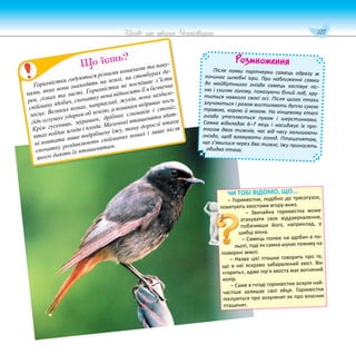 127
Цікаве про тварин Чернігівщини
Розмноження
Після появи партнерки самець одразу ж
починає шлюбні ігри. При наближенні самки
до майбутнього гнізда самець заспівує піс-
ню і схиляє голову, показуючи білий лоб, кру-
титься навколо своєї осі. Після цього птахи
злучаються і разом вистилають дупло сухою
травою, корою й мохом. На кінцевому етапі
гніздо утепляється пухом і шерстинками.
Самка відкладає 6–7 яєць і насиджує їх про-
тягом двох тижнів, час від часу залишаючи
гніздо, щоб вгамувати голод. Пташенятам,
що з’явилися через два тижні, їжу приносять
обидва птаха.
Горихвістки годуються різними комахами та паву-
ками, яких вони знаходять на землі, на стовбурах де-
рев, гілках та листі. Горихвістка не поспішає з’їсти
спійману здобич, спочатку вона відносить її в безпечне
місце. Великих комах, наприклад, жуків, вона заздале-
гідь оглушує ударом об землю, а коникам відриває ноги.
Крім гусениць, мурашок, дрібних слимаків і стоніг,
птах поїдає ягоди і плоди. Маленькі пташенята здат-
ні ковтати лише подрібнену їжу, тому дорослі птахи
спочатку роздавлюють спійманих комах і лише після
цього дають їх пташенятам.
Що їсть?
ЧИ ТОБІ ВІДОМО, ЩО...
– Горихвістки, подібно до трясогузок,
похитують хвостами вгору-вниз.
– Звичайна горихвістка може
атакувати своє віддзеркалення,
побачивши його, наприклад, у
шибці вікна.
– Самець полює на здобич в по-
льоті, тоді як самка шукає поживу на
поверхні землі.
– Назва цієї пташки говорить про те,
що в неї яскраво забарвлений хвіст. Він
«горить», адже пір’я хвоста має вогняний
колір.
– Саме в гнізді горихвістки зозуля най-
частіше залишає свої яйця. Горихвістки
піклуються про зозуленят як про власних
пташенят.
 