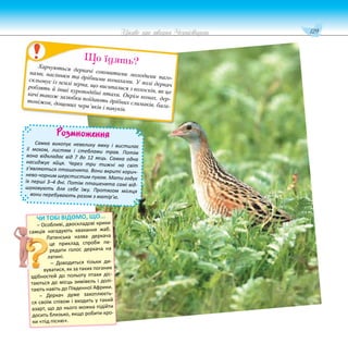 129
Цікаве про тварин Чернігівщини
Розмноження
Самка викопує невелику ямку і вистилає
її мохом, листям і стеблами трав. Потім
вона відкладає від 7 до 12 яєць. Самка одна
насиджує яйця. Через три тижні на світ
з’являються пташенята. Вони вкриті корич-
нево-чорним шерстистим пухом. Мати годує
їх перші 3–4 дні. Потім пташенята самі від-
шуковують для себе їжу. Протягом місяця
вони перебувають разом з матір’ю.
Харчуються деркачі соковитими молодими паго-
нами, насінням та дрібними комахами. У полі деркач
скльовує із землі зерна, що висипалися з колосків, як це
роблять й інші куроподібні птахи. Окрім комах, дер-
качі також залюбки поїдають дрібних слимаків, бага-
тоніжок, дощових черв’яків і павуків.
Що їдять?
ЧИ ТОБІ ВІДОМО, ЩО...
– Особливі, двоскладові крики
самців нагадують квакання жаб.
Латинська назва деркача
це приклад спроби пе-
редати голос деркача на
латині.
– Доводиться тільки ди-
вуватися, як за таких поганих
здібностей до польоту птахи діс-
таються до місць зимівель і долі-
тають навіть до Південної Африки.
– Деркач дуже захоплюєть-
ся своїм співом і входить у такий
азарт, що до нього можна підійти
досить близько, якщо робити кро-
ки «під пісню».
 