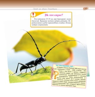 13
Цікаве про тварин Чернігівщини
Тіло подовжене 23–55 мм, верх бурочорний, злегка
блискучий. Вершинна частина надкрил рудувата. Пе-
редньоспинка в грубих червоподібних складках. Основа
надкрил зморшкувата.
Як виглядає?
ЧИ ТОБІ ВІДОМО, ЩО...
– В Україні описано близько 280 видів вусачів,
для порівняння: в США – 1200, в Канаді – 350.
Разом з тим вусачі є однією з найбільш
вивчених родин, що зумовлено їхньою
естетичною привабливістю й високою
популярністю серед колекціонерів, зі-
брання яких мають ще й велике наукове
значення, оскільки часто стають джерелом
відкриття нових видів, використовуються науков-
цями-ентомологами при складанні фауністичних
переліків на певних територіях тощо.
 