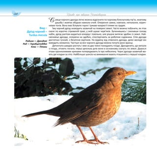 130 Цікаве про тварин Чернігівщини
амця чорного дрозда легко можна відрізнити по чорному блискучому пір’ю, жовтому
дзьобу і жовтих обідках навколо очей. Оперення самки, навпаки, непоказне, корич-
невих тонів. Вона має білувате горло і іржаво-вохристі плями на грудях.
Їжу чорний дрізд знаходить зазвичай на поверхні землі. Часто можна побачити, як птах
скаче по коротко стриженій траві, у якій шукає черв’яків. Зупинившись і схиливши голову
набік, дрізд раптом кидається вперед і повільно, але рішуче витягає здобич із землі. Най-
сміливіші дрозди, очікуючи на здобич, спостерігають за роботою садівника. Спів дрозда
достатньо гучний, з безліччю відтінків. На відміну від співочого дрозда, деякі мелодії він
виводить неквапно. Частіше за все чорного дрозда можна почути рано вранці.
Дитинчата швидко ростуть і вже за два тижні покидають гніздо. Дрозденята, що випали
з гнізда, літають погано, перші декілька днів вони в основному скачуть по землі. Дорослі
птахи пронизливими криками попереджають їх про небезпеку. Чорні дрозди зазвичай ма-
ють дві кладки за літо. Найбільше шансів на виживання мають пташенята з першої кладки.
Вид –
Дрізд чорний –
Turdus merula
Родина — Дроздові
Ряд — Горобцеподібні
Клас — Птахи
С
 