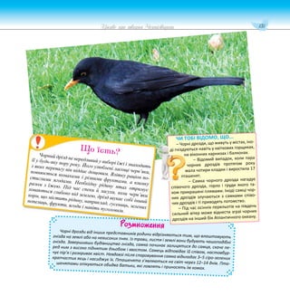 131
Цікаве про тварин Чернігівщини
Розмноження
Чорні дрозди від інших представників родини відрізняються тим, що влаштовують
гнізда на землі або на невисоких пнях. Із трави, листя і землі вони будують чашоподібні
гнізда. Завершивши будівництво гнізда, самка починає залицятися до самця, скаче пе-
ред ним з високо піднятим дзьобом і хвостом. Самець відповідає їй співом, настовбур-
чує пір’я і розкриває хвіст. Невдовзі після спаровування самка відкладає 3–5 сіро-зелених
крапчастих яєць і насиджує їх. Пташенята з’являються на світ через 12–14 днів. Пта-
шенятами опікуються обидва батьки, які ловлять і приносять їм комах.
Р множе
Чорний дрізд не вередливий у виборі їжі і знаходить
її у будь-яку пору року. Його улюблені ласощі черв’яки,
з яких перевагу він віддає дощовим. Влітку раціон по-
повнюється комахами і різними фруктами, а взимку
стиглими ягодами. Необхідну рідину птах отримує
разом з їжею. Під час спеки й засухи, коли черв’яки
ховаються глибоко під землею, дрізд шукає собі інший
корм, що містить рідину, наприклад, гусениць, зелених
попелиць, фрукти, ягоди і навіть пуголовків.
Що їсть?
ЧИ ТОБІ ВІДОМО, ЩО...
– Чорні дрозди, що живуть у містах, іно-
ді гніздуються навіть у квіткових горщиках,
на віконних карнизах і балконах.
– Відомий випадок, коли пара
чорних дроздів протягом року
мала чотири кладки і виростила 17
пташенят.
– Самка чорного дрозда нагадує
співочого дрозда, горло і груди якого та-
кож прикрашені плямами. Іноді самці чор-
них дроздів злучаються з самками співо-
чих дроздів і ті приводять потомство.
– Під час осінніх перельотів на південь
сильний вітер може віднести зграї чорних
дроздів на інший бік Атлантичного океану.
 