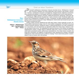 132 Цікаве про тварин Чернігівщини
ольовий жайворонок вважається першим вісником весни. Жайворонок типовий
для сільського пейзажу птах. Його характерні трелі лунають над полями і узлісся-
ми. У зв’язку з розвитком сільського господарства, використанням людиною сільгосптех-
ніки, мінеральних добрив та пестицидів чисельність жайворонків почала скорочуватися.
Жайворонок віддає перевагу плоским і горбистим рівнинам, відкритим, порослим тра-
вою пасовищам, заболоченим місцевостям і навіть вологим лугам. Особливо добрі умо-
ви для життя жайворонок знаходить на лугах і пасовищах, які рідко використовуються, де
можна знайти належне місце для гнізда. Жайворонок також може пристосуватися до життя
біля бідних низовинних боліт.
Самець співом починає привертати до себе увагу самок. Співає зазвичай на льоту, злі-
таючи майже вертикально вгору, поки не стане майже невидимим. Постійний спів це ще
і спосіб позначити ділянку. Оперення самця в період розмноження так само непримітне,
як і в інші місяці, але птах компенсує це красивим співом. Він злітає вгору і зависає в пові-
трі, виспівуючи свою пісню. Так продовжується декілька хвилин, потім самець несподівано,
продовжуючи співати, складає крила й каменем падає вниз. Тільки в останню мить, біля
самої землі, розпрямляє крила, щоб успішно приземлитися. Він співає також і на землі, але
якщо його сполошити, він відразу, не припиняючи співу, піднімається в повітря. Польовий
жайворонок співає протягом всього шлюбного періоду. Тільки туманними днями і в серпні-
вересні, під час линьки, його спів затихає.
Вид –
Жайворонок польовий –
Alauda arvensis
Родина — Жайворонкові
Ряд — Горобцеподібні
Клас — Птахи
П
 