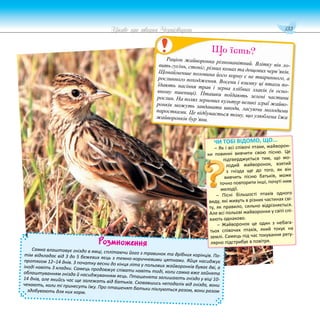 133
Цікаве про тварин Чернігівщини
Розмноження
Самка влаштовує гніздо в ямці, сплітаючи його з травинок та дрібних корінців. По-
тім відкладає від З до 5 бежевих яєць з темно-коричневими цятками. Яйця насиджує
протягом 12–14 днів. З початку весни до кінця літа у польових жайворонків буває дві, а
іноді навіть 3 кладки. Самець продовжує співати навіть тоді, коли самка вже зайнята
облаштуванням гнізда й насиджуванням яєць. Пташенята залишають гніздо у віці 10-
14 днів, але якийсь час ще залежать від батьків. Сховавшись неподалік від гнізда, вони
чекають, коли ті принесуть їжу. Про пташенят батьки піклуються разом, вони разом
здобувають для них корм.
Раціон жайворонка різноманітний. Влітку він ло-
вить гусінь, стоніг, різних комах та дощових черв’яків.
Щонайменше половина його корму є не тваринного, а
рослинного походження. Восени і взимку ці птахи по-
їдають насіння трав і зерна хлібних злаків (в осно-
вному пшениці). Пташки поїдають зелені частини
рослин. На полях зернових культур великі зграї жайво-
ронків можуть завдавати шкоди, ласуючи молодими
паростками. Це відбувається тому, що улюблена їжа
жайворонків бур’яни.
Що їсть?
ЧИ ТОБІ ВІДОМО, ЩО...
– Як і всі співочі птахи, жайворон-
ки повинні вивчити свою пісню. Це
підтверджується тим, що мо-
лодий жайворонок, взятий
з гнізда ще до того, як він
вивчить пісню батьків, може
точно повторити інші, почуті ним
мелодії.
– Пісні більшості птахів одного
виду, які живуть в різних частинах сві-
ту, як правило, сильно відрізняється.
Але всі польові жайворонки у світі спі-
вають однаково.
– Жайворонок це один з небага-
тьох співочих птахів, який токує на
землі. Самець під час токування регу-
лярно підстрибує в повітря.
 