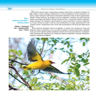 134 Цікаве про тварин Чернігівщини
вичайна вивільга одна з представниць родини вивільгових, що відлітає зимувати на
південь. Навесні вивільга повертається на місця гніздування. Птахи тримаються по-
одинці, однак перельоти здійснюють невеликими зграйками. Самці й самки подорожують
окремо. Самець вивільги, що прибув на місце гніздування, сповіщає про себе голосним
співом, що нагадує звук флейти. Функція весняного співу – позначення зайнятої території.
Самець захищає свої володіння від конкурентів. Самки прилітають на місця гніздування
на 2–3 дні пізніше за самців. У цей час птахи розбиваються на пари, відновлюються старі
«шлюбні союзи» і утворюються нові. Потім пари розшуковують собі місця для будівництва
гнізд.
Життя вивільги проходить високо на деревах, на землю птах спускається тільки для
збирання корму. Незважаючи на те, що вивільги віддають перевагу березовим і дубовим
лісам, де сонячні промені добре прогрівають землю, вони іноді зустрічаються і в розрідже-
ному сосновому або змішаному лісі. Наприкінці вересня європейські популяції вирушають
у дорогу в напрямку до Африки.
Вид –
Вивільга звичайна –
Oriolus oriolus
Родина — Вивільгові
Ряд — Горобцеподібні
Клас — Птахи
З
 