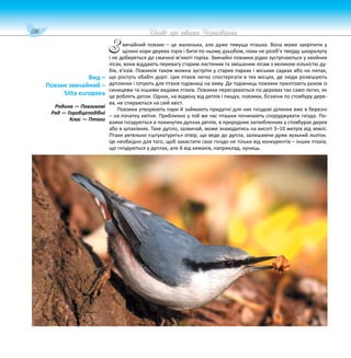 136 Цікаве про тварин Чернігівщини
вичайний повзик – це маленька, але дуже тямуща пташка. Вона може закріпити у
щілині кори дерева горіх і бити по ньому дзьобом, поки не розіб’є тверду шкаралупу
і не добереться до смачної м’якоті горіха. Звичайні повзики рідко зустрічаються у хвойних
лісах, вони віддають перевагу старим листяним та змішаним лісам з великою кількістю ду-
бів, в’язів. Повзиків також можна зустріти у старих парках і міських садках або на липах,
що ростуть обабіч доріг. Цих птахів легко спостерігати в тих місцях, де люди розвішують
дуплянки і готують для птахів годівниці на зиму. До годівниць повзики прилітають разом із
синицями та іншими видами птахів. Повзики пересуваються по деревах так само легко, як
це роблять дятли. Однак, на відміну від дятлів і пищух, повзики, бігаючи по стовбуру дере-
ва, не спираються на свій хвіст.
Повзики утворюють пари й займають придатні для них гніздові ділянки вже в березні
– на початку квітня. Приблизно у той же час пташки починають споруджувати гнізда. По-
взики гніздуються в покинутих дуплах дятлів, в природних заглибленнях у стовбурах дерев
або в шпаківнях. Таке дупло, зазвичай, може знаходитись на висоті 3–10 метрів від землі.
Птахи ретельно «штукатурять» отвір, що веде до дупла, залишаючи дуже вузький льоток.
Це необхідно для того, щоб захистити своє гніздо не тільки від конкурентів – інших птахів,
що гніздуються у дуплах, але й від хижаків, наприклад, куниць.
Вид –
Повзик звичайний –
Sitta europaea
Родина — Повзикові
Ряд — Горобцеподібні
Клас — Птахи
З
 