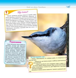 137
Цікаве про тварин Чернігівщини
Розмноження
Самка вистилає лоток дрібними
лусочками соснової або березової
кори, після чого відкладає 6–9 мато-
вих білих яєць з червонувато-корич-
невими крапками. Період інкубації
триває 14–18 днів, після чого вилу-
плюються пташенята, вкриті рід-
ким довгим пухом на голові, плечах і
спині. За пташенятами доглядають
обоє батьків, приносячи їм їжу до
350 разів на день. На крило пташе-
нята стають через 22–25 днів, але
ще протягом одного-двох тижнів
підгодовуються батьками.
Повзик протягом весняно-літнього періоду харчу-
ється виключно комахами, наприклад, мурахами, ме-
теликами, листоїдами, гусінню, довгоносиками тощо.
Своїм загостреним на кінці дзьобом він викльовує їх із
щілин та отворів у корі дерева. З деяких дерев у про-
цесі пошуку корму повзик віддирає невеликі шматочки
кори. Восени птах регулярно ласує ягодами. Взимку, а
також і пізно восени та рано навесні повзики звичайні
харчуються жолудями, насінням ялин та сосен і го-
рішками ліщини.
Що їсть?
ЧИ ТОБІ ВІДОМО, ЩО...
– Повзик, пересуваючись по стовбурах дерев, не опирається на
хвостове пір’я.
– Вважається, що повзик це один з найбільш прив’язаних до
своєї території.
– Повзик звичайний часто споруджує гнізда в садках; тут
ця пташка займає порожні шпаківні. Вхід і щілини між стінками
повзик «штукатурить» глиною так, щоб «будиночок» відповідав
вимогам господаря.
– Звичайного повзика можна приручити і тримати в домашніх умо-
вах.
 