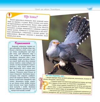 139
Цікаве про тварин Чернігівщини
Розмноження
Зазвичай наприкінці травня зо-
зуля відкладає по одному яйцю при-
близно у дев’ять гнізд, у яких у цей
час птахи насиджують свої яйця.
Для того, щоб відкласти яйце в
чуже гніздо і, як вважають деякі
дослідники, викинути одне з яєць
господарів, зозулі вистачає декіль-
кох секунд. Щоб зміни були якомога
менше помітні, самка вибирає тих
птахів, чиї яйця нагадують її власні.
Оскільки у яєць зозулі період інку-
бації коротший, ніж в інших пта-
хів, то її пташеня вилуплюється
першим. Пташеня зозулі більше за
інших пташенят. Протягом трьох-
чотирьох днів зозуленя позбавля-
ється від названих братів і сестер.
Усього в гнізді воно проводить три
тижні. Залишаючи гніздо, зозуле-
ня ще погано літає. Добре літати
воно починає лише через тиждень
після вильоту з гнізда. Прийомні
батьки годують зозуленя ще 1-1,5
місяця після виходу з гнізда.
Зозуля харчується комахами, яких зазвичай знахо-
дить на деревах і в кущах. Вона скльовує всіх комах,
які трапляються у неї на шляху. Зозуля - один з небага-
тьох птахів, які поїдають і волохату гусінь. Волоски
волохатих гусениць впиваються в хітинову кутикулу
стінок шлунку. Кутикула із застряглими в ній волос-
ками видаляється з кишечника у вигляді грудок, що
відригуються. Важливе значення в живленні зозулі
мають різні жуки.
Що їсть?
ЧИ ТОБІ ВІДОМО, ЩО...
– Зозуля підкидає яйця луговим щеврикам, малинівкам, лісовим ти-
нівкам, вівсянкам і трясогузкам.
– Пташеня зозулі так вимогливо добивається корму, що іноді
його годують й інші птахи, не тільки його «вихователі».
– Самка зозулі щороку повертається на місця, де вона ви-
росла сама, і у якості вихователів для своїх пташенят вибирає
птахів того ж самого виду, які вигодували і її.
– Наступного дня після вілуплення у зозуленяти проявляється
рефлекс викидання: все, що лежить в гнізді, зозуленя прагне викинути.
 