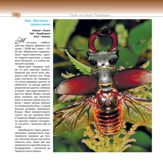 14 Цікаве про тварин Чернігівщини
Вид – Жук-олень –
Lucanus cervus
Родина – Рогачі
Ряд – Твердокрилі
Клас – Комахи
ук-олень найбіль-
ший жук України. Довжина тіла
самця – 50-80 мм, самки – 20-
40 мм. Забарвлення надкриль-
ників чорно-коричневе, щеле-
пи червоно-коричневі, у самця
вони збільшені, а в самиці ма-
ленького розміру.
Жуки-олені поширені май-
же по всій території України.
Зазвичай для життя вони оби-
рають старі листяні ліси. Якщо
жука сполохати, він підводить-
ся і грізно відкриває щелепи. Ці
небезпечні на вигляд вирости
управляються досить слабкими
м’язами, і жук рідко використо-
вує їх як зброю. Форма і розмір
рогів залежать від величини
жука: у менших самців вони ко-
ротші і мають менше зубчиків
на внутрішньому боці, у самців
більших розмірів, відповідно,
більше. Жуки використовують
«роги» під час турнірних боїв.
У поєдинку обидва супротивни-
ки прагнуть підняти конкурен-
та «на роги» і закинути собі на
спину.
Вирубування старих дерев і
непомірне використання отру-
тохімікатів призвело до того,
що в багатьох місцях жук-олень
повністю зник. Зараз цей жук
охороняється європейським за-
конодавством і занесений до
Червоної книги України.
Ж
 