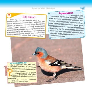 141
Цікаве про тварин Чернігівщини
Розмноження
Гніздо будує самка, а самець допомагає їй, при-
носячи будівельний матеріал. Чашоподібне гніздо
зяблика старанно сплетене з моху, трави і тонких
прутиків, скріплених павутинням і волосками. Зовні
гніздо покрите лишайниками, берестом і грудоч-
ками рослинного пуху, тому помітити його на тлі
кори дерева практично неможливо. Самка відкла-
дає від 4 до 6 голубувато-зелених яєць і насиджує їх
протягом 11–13 днів. Новонароджені пташенята
вкриті пухом. Вони повністю залежать від батьків.
Пташенят батьки вигодовують разом. Вони прино-
сять малюкам комах і вкладають їх прямо у відкриті
дзьобики пташенят.
Зяблик переважно рослиноїдний птах. Його корм
тільки на одну чверть складається з тваринного кор-
му і на три чверті з рослинного, переважно з різного
насіння. За допомогою міцного дзьоба, нерівного під-
небіння і сильних лицьових м’язів зяблик справляєть-
ся навіть з дуже твердим кормом. Він однаково легко
розбиває панцирі жуків і шкаралупу насіння. До складу
меню зяблика входять насіння бур’янів і хвойних дерев,
зелені бруньки листя і квітів, лісові ягоди і горобина.
Що їсть?
ЧИ ТОБІ ВІДОМО, ЩО...
– Під час будівництва гнізда самка близь-
ко 1 300 разів злітає вниз за будівельним
матеріалом і повертається з ним до
гнізда. Гніздо розташовується на ви-
соті 2–4 м від землі.
– Зяблики належать до родини
в’юркових. Вигодовують своїх пташе-
нят виключно комахами, тобто білко-
вим кормом.
– Самці зяблика є одними з найяскраві-
ше забарвлених птахів у Європі.
 