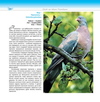 144 Цікаве про тварин Чернігівщини
рипутень – це найбільший з лісових го-
лубів, що живуть в Україні. Велика кількість цих
птахів трапляється в містах і передмістях. Про-
те частіше припутні живуть за містом, у густих
лісах або сільській місцевості, де годуються на
полях зернових культур.
Найбільше птахам до вподоби листяні й змі-
шані ліси, але нерідко вони селяться і в хвойних
лісах. Голос припутня – особливе воркування,
яке передають, як «куу-у-у, куу-руу» або «гурр-
гру-гурр». Коли гніздовий період закінчується,
припутні тримаються великими зграями, які
увечері збираються на спільних місцях нічлігу.
З настанням гніздового періоду самець, ба-
жаючи звернути на себе увагу самочки, голо-
сно воркує й показує льотні здібності. Самка,
що прийняла залицяння самця, разом з об-
ранцем виконує ще один ритуал. Під час ньо-
го припутні торкаються одне одного дзьобами
та чистять одне одному пір’їнки. Місцем, най-
зручнішим для влаштування гнізда, є дуже густі
крони дерев.
Основними ворогами припутня є великі
хижі птахи. Останніми роками з вини людини
чисельність хижих птахів значно скоротилася,
що призвело до збільшення чисельності по-
пуляції припутнів. Іноді припутні стають здо-
биччю лісової куниці, яка вправно лазить по
деревах. На землі на них полюють лисиці та
борсуки, оскільки птахи є досить великими і не
можуть одразу піднятися у повітря. У деяких
країнах припутні настільки численні, що їх вва-
жають шкідниками й знищують. Щорічно в цих
регіонах відстрілюють дуже велику кількість
припутнів.
Вид –
Припутень –
Columba palumbus
Родина — Голубові
Ряд — Голубоподібні
Клас — Птахи
П
 