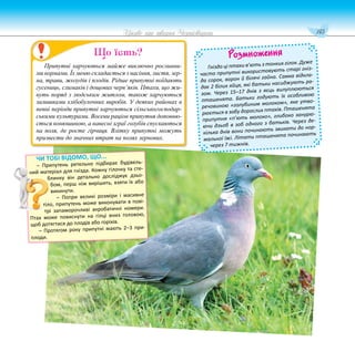 145
Цікаве про тварин Чернігівщини
Розмноження
Гніздо ці птахи в’ють з тонких гілок. Дуже
часто припутні використовують старі гніз-
да сорок, ворон й білячі гайна. Самка відкла-
дає 2 білих яйця, які батьки насиджують ра-
зом. Через 15–17 днів з яєць вилуплюються
пташенята. Батьки годують їх особливою
речовиною «голубиним молоком», яке утво-
рюється в зобу дорослих птахів. Пташенята
припутня «п’ють молоко», глибоко занурю-
ючи дзьоб в зоб одного з батьків. Через де-
кілька днів вони починають звикати до нор-
мальної їжі. Літати пташенята починають
через 7 тижнів.
Припутні харчуються майже виключно рослинни-
ми кормами. Їх меню складається з насіння, листя, зер-
на, трави, жолудів і плодів. Рідше припутні поїдають
гусениць, слимаків і дощових черв’яків. Птахи, що жи-
вуть поряд з людським житлом, також харчуються
залишками хлібобулочних виробів. У деяких районах в
певні періоди припутні харчуються сільськогосподар-
ськими культурами. Восени раціон припутня доповню-
ється конюшиною, а навесні зграї голубів спускаються
на поля, де росте гірчиця. Влітку припутні можуть
призвести до значних втрат на полях зернових.
Що їсть?
ЧИ ТОБІ ВІДОМО, ЩО...
– Припутень ретельно підбирає будівель-
ний матеріал для гнізда. Кожну гілочку та сте-
блинку він детально досліджує дзьо-
бом, перш ніж вирішить, взяти їх або
викинути.
– Попри великі розміри і масивне
тіло, припутень може виконувати в пові-
трі запаморочливі акробатичні номери.
Птах може повиснути на гілці вниз головою,
щоб дотягтися до плодів або горіхів.
– Протягом року припутні мають 2–3 при-
плоди.
 