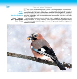 148 Цікаве про тварин Чернігівщини
ойка – птах з красивим оперенням. У польоті її важко переплутати з іншими птахами.
Впізнати сойку можна по білому пір’ю з внутрішнього боку хвоста, чорному хвосту,
чорно-блакитному «люстерку» і білих плямах на крилах. На невеликі відстані сойка літає
стрімко і жваво. На голові під час тривоги помітний маленький чубок. В залежності від пори
року сойка шукає їжу на землі або на деревах. Сойка це полохливий птах, якого в лісі легше
почути, ніж побачити.
Сойки живуть у змішаних, листяних і хвойних лісах, а на відкритих просторах лише там,
де є вдосталь дерев, що ростуть окремо. Їх можна зустріти поблизу міст, але завжди тільки
в тих місцях, де є дерева, особливо дуби. У густому лісі про присутність сойки свідчать гучні
крики «ра-ах-рра-ах».
Вид –
Сойка –
Garrulus glandarius
Родина — Воронові
Ряд — Горобцеподібні
Клас — Птахи
С
 