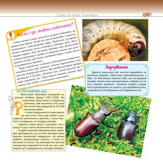 15
Цікаве про тварин Чернігівщини
Єдині місяці в році, коли його можна побачити, це
червень та липень. В цей час жуки виходять з лялечок,
злучаються і відкладають яйця. Найлегше зустріти
жука в листяних лісах, особливо в дубових гаях, або у
старих парках. Там, де немає дубових гаїв, жуків іноді
можна побачити в садках зі старими пнями, що зали-
шилися від цих або інших листяних дерев, в яких могли
б розвиватися личинки.
Через деякий час з кожного відкладеного яйця вилу-
плюється біло-сіра личинка з темно-коричневою голо-
вою та зморщеним тілом. Ця стадія розвитку триває
протягом 5-6 років. Личинка має сильні щелепи та 3
пари коротких ніг. Харчується личинка гнилою дере-
виною, яку поїдає у величезних кількостях.
Коли і де можна побачити?
Харчування
Дорослі жуки-олені все життя проводять на
листяних деревах, серед яких найулюбленішими є
дуби. За допомогою нижньої губи, яка за формою
нагадує пінцет, вони висмоктують з дерева сік та
інші поживні речовини. Ротовий апарат самців,
який перетворився на щелепи, що нагадують роги,
непридатний до добування та подрібнення їжі.
ЧИ ТОБІ ВІДОМО, ЩО...
– Жука-оленя прославив німецький ху-
дожник Альберт Дюрер (1471-1528). Він
намалював жука-оленя в натуральну
величину. Цей малюнок в 70-і роки
XX століття був проданий за 175 000
німецьких марок.
– У часи Середньовіччя люди вірили,
що жук-олень літає над селами з роз-
жареною вуглинкою в щелепах, а коли впус-
тить її на будинок, то споруда спалахує.
– Щелепи самки менші і рухливіші, ніж у
самця. Їх укус значно болючіший ніж у самця.
– В одній науковій лабораторії були прове-
дені дослідження, під час яких молодого жука
змусили вилупитися передчасно. Це можна
зробити, заморозивши лялечку, а потім по-
містивши її в тепло. Так повторюється різниця
температур в зимовий та літній час, яка і при-
зводить до «пробудження» молодої особини.
 