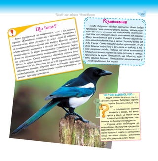 151
Цікаве про тварин Чернігівщини
Розмноження
Гніздо будують обидва партнери. Воно добре
приховане і має кулясту форму. Зверху і з боків поде-
куди прикрите гілками, які утворюють склепінчас-
тий дах, що захищає яйця і пташенят від ворогів.
Збоку знаходиться вхід у гніздо. Птахи приступа-
ють до відкладання яєць в квітні. У кладці буває від
3 до 9 яєць. Самка насиджує яйця протягом 17–20
днів. Самець годує її від 3 до 7 разів на годину, а та-
кож охороняє гніздо. Перший час після вилуплення
пташенят самка зігріває їх своїм теплом, а самець
приносить їм корм. Пташенят, що підросли, году-
ють обидва батьки. Пташенята залишаються у
гнізді приблизно 3–4 тижні.
Вона харчується як тваринним, так і рослинним
кормом. Живиться комахами, слимаками, павуками і
стоніжками, яких розшукує на землі. Іноді їй вдаєть-
ся зловити дрібного ссавця або ящірку. Навесні сороки
обстежують чагарники і молоді гаї в пошуках гнізд
інших птахів, де яйця і пташенята є улюбленою їжею.
Вони не відмовляються поласувати також і дрібни-
ми гризунами. Своїм могутнім дзьобом сороки вико-
пують із землі личинки комах і розбивають шкаралупу
пташиних яєць. Важливе місце в її кормовому раціоні
займають комахи, зокрема такі шкідники сільського
господарства, як довгоносики, клопи-черепашки, са-
ранові, гусениці метеликів.
Що їсть?
ЧИ ТОБІ ВІДОМО, ЩО...
– Задля більшої безпеки сороки
ночують зграями. Тибетські сороки
навіть будують спільні гніз-
да.
– Надлишки їжі сороки
ховають у ямках, які вико-
пують у землі. Ці птахи також
славляться небайдужим став-
ленням до блискучих предметів.
– Сорока дуже небайдужа до
незнайомих і блискучих предметів.
Оселившись поблизу людини, вона
може красти і ховати в затишному
місці металеві ложки, шматочки
скла або дзеркала, ключі тощо.
 