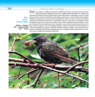 152 Цікаве про тварин Чернігівщини
пак є одним з найбільш кмітливих і найбільших птахів, що досить легко пристосо-
вуються до різних природних умов. Він є невибагливим при виборі їжі. Завдяки цій
обставині протягом останніх 50 років ареал шпака збільшився і, відповідно, кількість птахів
зросла, тоді як чисельність багатьох інших видів скоротилася. У селах шпаків також нерідко
вважають шкідниками, оскільки вони пошкоджують посіви на полях. У багатьох сучасних
людей шпак зазвичай асоціюється зі шпаківнею, здається, тільки там він і проживає. Проте
насправді в минулі часи шпак був лісовим птахом, який гніздувався в дуплах дерев. У наші
дні ситуація в багатьох районах сильно змінилася, тому шпаків частіше можна зустріти по-
ряд з житлом людини, аніж в безлюдних районах. У деяких регіонах вони розселилися на
сільськогосподарських угіддях, особливо поблизу пасовищ, нерідко птахи зустрічаються і
в містах. Великими зграями вони відправляються на годування або повертаються на нічліг.
Часто вони гніздуються великими колоніями.
Вид –
Шпак –
Sturnus vulgaris
Родина — Шпакові
Ряд — Горобцеподібні
Клас — Птахи
Ш
 