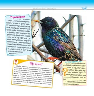 153
Цікаве про тварин Чернігівщини
Розмноження
Перед початком гніздового
періоду великі зграї шпаків розпа-
даються на пари. У природі шпа-
ки використовують дупла дерев,
міські ж птахи вибирають для себе
отвори в будинках, наприклад, під
дахами. Гніздо шпака досить круп-
на споруда чашоподібної форми,
збудована із сухих частин рослин.
Птахи вистилають його травою,
мохом, пір’ям та іншими матері-
алами. Самка відкладає яйця з ін-
тервалом у 24 години. Вона одна
насиджує яйця. Самка проводить у
гнізді всю ніч і більшу частину дня.
Пташенята вилуплюються голи-
ми і сліпими. Батьки приносять їм
комах до 300 разів на день пожив-
ного білкового корму. За 3 тижні
малюки виростають.
Раціон шпаків є надзвичайно різноманітним і за-
лежить від місця проживання птахів. У природі вони
зазвичай харчуються насінням та плодами, збираючи
на полях і пасовищах комах, наприклад, довгоніжок,
жуків і гусениць. Шпаки іноді також полюють на
комах у повітрі. Ці птахи охоче відвідують плодові
сади, де завдають відчутної шкоди врожаєві. Шпаки
є основними ворогами виноградарства. У містах вони
охоче прилітають до годівниць, розставлених у пар-
ках і садках.
Що їсть?
ЧИ ТОБІ ВІДОМО, ЩО...
– Шпак це прекрасний імітатор.
Він може наслідувати голоси інших
птахів та інші звуки, напри-
клад, телефонний дзвінок,
квакання жаб, скрип две-
рей, нявкання кішок або
насвистування мелодій.
– Під вагою великої зграї
шпаків іноді ламаються гілки де-
рев.
– У деяких районах шпак є ба-
жаним гостем, оскільки знищує ба-
гатьох комах-шкідників.
 