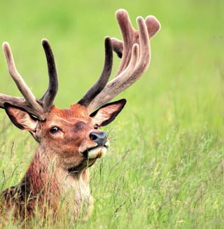 157
Цікаве про тварин Чернігівщини
 