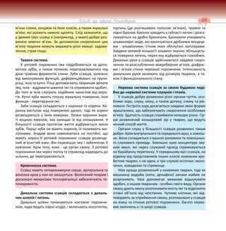 159
Цікаве про тварин Чернігівщини
м’язи спини, кінцівок та їхніх поясів, а також жувальні
м’язи, які рухають нижню щелепу. Слід зазначити, що
у деяких груп ссавці в (наприклад, у мавп) добре роз-
винені мімічні м’язи. За допомогою скорочення цих
м’язів тварини можуть виражати різні емоції: задово-
лення, страх тощо.
Травна система.
У ротовій порожнині їжа подрібнюється за допо-
могою зубів, а також починає перетравлюватися під
дією травних ферментів слини. Зуби ссавців, залежно
від виконуваних функцій, диференційовані на групи:
різці, ікла та кутні. Різці допомагають тваринам зрізати
їжу, ікла - відривати шматки їжі та утримувати здобич.
До того ж ікла слугують надійним захистом від воро-
гів. Кутні зуби мають плоску жувальну поверхню, їхня
функція - перетирання їжі.
Зуби ссавців складаються з коронки та кореня. Ко-
ронка виступає над поверхнею щелеп, тоді як корені
розміщуються у їхніх комірках. Ззовні коронки вкри-
ті міцною емаллю, яка захищає їх від зношування. У
більшості ссавців протягом життя відбувається зміна
зубів. Перші зуби не мають коренів, їх називають мо-
лочними. Згодом вони намінюються на постійні, що
мають корені.У ротовій порожнині ссавців розміще-
ний м’ясистий язик. Він перемішує їжу і забезпечує її
ковтання. Крім того, язик - це орган смаку. З ротової
порожнини їжа через глотку та стравохід надходить до
шлунка, де перетравлюється.
Кровоносна система.
Ссавці мають чотирикамерне серце, артеріальна та
венозна кров у них не змішується. Волосяний покрив і
досконалі механізми теплорегуляції забезпечують те-
плокровність.
Дихальна система ссавців складається з дихаль-
них шляхів і легень.
Дихальні шляхи починаються носовою порожни-
ною, куди ведуть парні ніздрі, і включають носоглотку,
гортань (де розташовані голосові зв’язки), трахею та
парні бронхи. Бронхи заходять у губчасті легені і розга-
лужуються на дрібні бронхіоли. Бронхіоли утворюють
альвеолярні ходи, які закінчуються дрібними міхурця-
ми - альвеолами, стінки яких обплутані капілярами.
Завдяки великій кількості альвеол значно збільшуєть-
ся поверхня легень, через яку відбувається газообмін.
Дихальні рухи у ссавців здійснюються завдяки скоро-
ченню та розслабленню міжреберних м’язів, діафраг-
ми і м’язів стінки черевної порожнини. Інтенсивність
дихальних рухів залежить від розмірів тварини, а та-
кож її функціонального стану.
Нервова система ссавців за своєю будовою поді-
бна до нервової системи плазунів і птахів.
У ссавців добре розвинені різні органи чуттів, осо-
бливо зору, слуху, нюху, а також дотику, смаку та рів-
новаги. Гострота зору досягається завдяки зміні форми
кришталика, що забезпечують скорочення особливих
м’язів. Здатність ссавців сприймати кольори різна. Гір-
ше розвинений кольоровий зір у тварин, що ведуть
нічний спосіб життя.
Органи слуху у більшості ссавців розвинені також
добре. Крім внутрішнього та середнього вуха, є зовніш-
нє. Воно складається з вушної раковини та зовнішньо-
го слухового проходу. Зовнішнє вухо концентрує зву-
кові хвилі, які через слуховий прохід спрямовуються
на барабанну перетинку. У середньому вусі ссавців, на
відміну від представників інших класів наземних хре-
бетних тварин, є не одна, а три слухові кісточки: моло-
точок, коваделко та стремінце.
Нюх краще розвинений у наземних тварин, тоді як
мешканці водойм (кити, дельфіни) запахи майже не
розрізняють. Нюх допомагає хижакам відшукувати
здобич, а іншим тваринам - особин свого виду. Органи
смаку дають змогу розпізнавати якість їжі та відрізняти
їстівні об’єкти від неїстівних. Чутливі клітини, які від-
повідають за сприймання смаку, розташовані у ссавців
на язиці та стінках ротової порожнини. Багато нерво-
вих закінчень є і в шкірі ссавців.
 