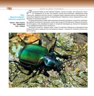 16 Цікаве про тварин Чернігівщини
оширений майже по всій території України, частіше на півдні, але чисельність незна-
чна. Завдовжки 22–31 мм. Тіло широке, плечові кути виступаючі. Забарвлення знизу
чорно-синє, надкрила золотисто-зелені з яскравим мідно-червоним металічним відливом. За-
несений до Червоної книги України та Європейського Червоного списку. Охороняється у запо-
відниках та заказниках України.
В період розмноження ряду видів шкідливих метеликів (непарного, кільчастого шовкопря-
дів, дубової листокрутки) чисельність значно зростає (до 10–20 особин/га). Тривале застосуван-
ня пестицидів у лісах, вирубування дерев та чагарників призводять до зменшення природних
місць перебування виду та його чисельності.
Активний в нічний час. Зимують жуки в ґрунті та підстилці. Парування та відкладання яєць
(близько 60 за весь період життя) спостерігається навесні – початку літа. Розвиток личинок три-
ває 2–3 місяці.
Вид –
Красотіл пахучий –
Calosoma sycophanta
Родина – Жуки-туруни
Ряд – Твердокрилі
Клас – Комахи
П
 