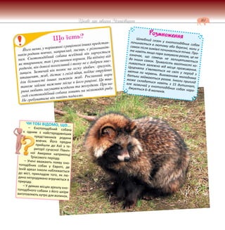 161
Цікаве про тварин Чернігівщини
Розмноження
Шлюбний сезон у єнотоподібних собак
починається в лютому або березні, коли у
самок після зимівлі починається тічка. Про-
те навіть якщо пара зимувала разом, це не
означає, що самець не залицятиметься
до інших самок. Тривалість вагітності ко-
ливається залежно від місця проживання.
Цуценята з’являються на світ у період з
квітня по червень. Вихованням молодняка
батьки займаються разом. Інколи приплід
може складатися навіть з 15 дитинчат,
але зазвичай у єнотоподібних собак наро-
джується 6–8 малюків.
Його меню, у порівнянні з раціоном інших представ-
ників родини вовчих, наприклад, лисиць, є різноманіт-
ним. Єнотоподібний собака всеїдний він харчується
як тваринним, так і рослинним кормом. На відміну від
родичів, він доволі полохливий і тому не є добрим мис-
ливцем. Зазвичай він полює на легку здобич: гризунів,
пташенят, жаб, дістає з гнізд яйця, поїдає отруйних
для більшості інших хижаків жаб. Рослинний корм
також займає важливе місце в його раціоні. Ця тва-
рина любить ласувати ягодами та жолудями. При на-
годі єнотоподібний собака ловить на мілководді рибу.
Не гребуватиме він навіть падаллю.
Що їсть?
ЧИ ТОБІ ВІДОМО, ЩО...
– Єнотоподібний собака
є одним з найстародавніших
представників родини
вовчих. Його предки
прийшли до Азії з те-
риторії сучасної Північ-
ної Америки наприкінці
Тріасового періоду.
– Учені вважають появу єно-
топодібних собак у Європі, де
їхній ареал інколи наближається
до міст, прикладом того, як лю-
дина непродумано втручається в
природу.
– У деяких місцях ареалу єно-
топодібного собаки з його шкіри
виготовляють хутро для волинок.
 