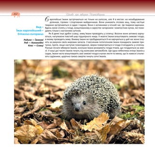 162 Цікаве про тварин Чернігівщини
вропейські їжаки зустрічаються не тільки на узліссях, але й в містах: на незабудованих
ділянках, ігрових і спортивних майданчиках. Вони уникають лісових хащ, тому частіше
тварини зустрічаються в садах і парках. Вони є активними у нічний час. Це тварини-одинаки.
Вдень вони сплять у гнізді, влаштованому в заростях чагарників і компостних купах, які поки-
дають тільки з настанням сутінків.
Як й деякі інші дрібні ссавці, зиму їжаки проводять у сплячці. Восени вони активно харчу-
ються, нагулюючи товстий шар підшкірного жиру. У жовтні їжаки влаштовують зимове гніздо,
в якому проводять зиму. Взимку їжаки не пробуджуються й не харчуються у цей час вони існу-
ють за рахунок своїх жирових запасів. 3 весняним потеплінням їжаки покидають зимові при-
тулки, проте, якщо наступає похолодання, звірки повертаються в гніздо й впадають у сплячку.
Раніше лісничі вбивали їжаків, оскільки їжаки розоряють гнізда птахів, що гніздуються на зем-
лі. У наші дні тисячі їжаків гинуть під колесами автомобілів. Ще одна небезпека очікує їжаків у
садах, їжаки часто влаштовують свої зимові гнізда в купах листя та хмизу, що їх навесні спалю-
ють садівники; щорічно такою смертю гинуть сотні їжаків.
Вид –
Їжак європейський –
Erinaceus europaeus
Родина — Їжакові
Ряд — Комахоїдні
Клас — Ссавці
Є
 
