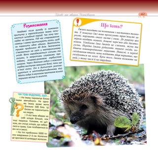 163
Цікаве про тварин Чернігівщини
Розмноження
Невдовзі після виходу із зимового
притулку у європейського їжака почи-
нається шлюбний період. Час гону при-
падає на квітень. Під час спаровування
самець і самка притискують голки, щоб
не поранити одне одного. Вагітність
триває приблизно 49 днів. Їжаченята
з’являються на світ у материнському
гнізді. Вони народжуються сліпими та
голими, із закритими слуховими про-
ходами, яскраво-рожевою горбистою
шкірою. Через декілька годин з кожного
горбка виступає вершина білої, поки що
м’якої голки. Очі в дитинчат розплю-
щуються в шістнадцятиденному віці.
Мати годує їх молоком протягом всього
першого місяця їх життя.
Їжаки виходять на полювання з настанням темно-
ти. У пошуках їжі вони прочісують трав’янисті за-
рості, ворушать опале листя і хвою. До раціону цих
звірків входять комахи, дощові черв’яки або багато-
ніжки. Улюблена їжа їжаків це слимаки, жуки та
гусінь. Нерідко їжаки руйнують мишачі гнізда, по-
їдаючи новонароджених мишенят. Навесні, в період
гніздування птахів, вони поїдають яйця пернатих, що
гніздуються на землі. Крім того, їжаки полюють на
змій, у тому числі й на отруйних.
Що їсть?
ЧИ ТОБІ ВІДОМО, ЩО...
– На їжаку паразитує блоха
їжака звичайного. На одно-
му їжаку може жити
близько 500 бліх. Ці
блохи не паразитують
на людях.
– У лісі їжак збирає на
собі кліщів більше, ніж
інші тварини. Голками, як щіт-
кою, він зчісує кліщів, що забра-
лися в траву. Сам позбавитися їх
він не в змозі.
– На тілі приблизно 5000 го-
лок завдовжки 2–3 см. Колючки
це зроговілі й затвердлі волоски.
 