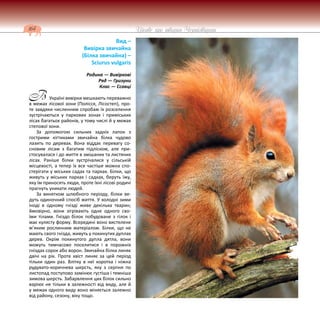 164 Цікаве про тварин Чернігівщини
Вид –
Вивірка звичайна
(Білка звичайна) –
Sciurus vulgaris
Родина — Вивіркові
Ряд — Гризуни
Клас — Ссавці
Україні вивірки мешкають переважно
в межах лісової зони (Полісся, Лісостеп), про-
те завдяки численним спробам їх розселення
зустрічаються у паркових зонах і приміських
лісах багатьох районів, у тому числі й у межах
степової зони.
За допомогою сильних задніх лапок з
гострими кігтиками звичайна білка чудово
лазить по деревах. Вона віддає перевагу со-
сновим лісам з багатим підліском, але при-
стосувалася і до життя в змішаних та листяних
лісах. Раніше білки зустрічалися у сільській
місцевості, а тепер їх все частіше можна спо-
стерігати у міських садах та парках. Білки, що
живуть у міських парках і садках, беруть їжу,
яку їм приносять люди, проте їхні лісові родичі
прагнуть уникати людей.
За винятком шлюбного періоду, білки ве-
дуть одиночний спосіб життя. У холодні зими
іноді в одному гнізді живе декілька тварин;
ймовірно, вони зігрівають одне одного сво-
їми тілами. Гніздо білок побудоване з гілок і
має кулясту форму. Всередині воно вистелене
м’яким рослинним матеріалом. Білки, що не
мають свого гнізда, живуть у покинутих дуплах
дерев. Окрім покинутого дупла дятла, вони
можуть тимчасово поселитися і в порожніх
гніздах сорок або ворон. Звичайна білка линяє
двічі на рік. Проте хвіст линяє за цей період
тільки один раз. Влітку в неї коротка і ніжна
рудувато-коричнева шерсть, яку з серпня по
листопад поступово замінює густіша і темніша
зимова шерсть. Забарвлення цих білок сильно
варіює не тільки в залежності від виду, але й
у межах одного виду воно міняється залежно
від району, сезону, віку тощо.
В
 