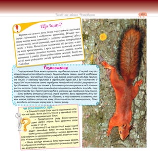 165
Цікаве про тварин Чернігівщини
Розмноження
Спаровування білок може тривати з грудня по липень. У період гону де-
кілька самців переслідують самку. Самка вибирає самця, який їй найбільше
подобається, і злучається тільки з ним. Самка може мати до двох припло-
дів на рік. У кожному приплоді в середньому буває від 2 до 4 білченят. У
перші дні після пологів самка перебуває неподалік від гнізда і регулярно го-
дує білченят. Через три тижні у дитинчат розплющуються очі і починає
рости шерсть. У віці семи тижнів вони починають виходити з гнізда і при-
ймати тверду їжу. Проте мати годує їх молоком ще приблизно три тижні.
Білки ведуть активний денний спосіб життя. Вони проводять дні у по-
шуках їжі, частину якої відразу ж з’їдають, а іншу ховають у схованки, та-
ким чином роблячи запаси на зиму. Коли кількість їжі зменшується, білки
виходять на пошуки корму вже з самого ранку.
Р
Ро
Протягом всього року білки харчуються насінням
дерев сосновими і кедровими шишками. Більшу час-
тину корму вони ховають у густому чагарнику або у
покинутому гнізді-схованці, щоб пізніше повернутися
сюди і з’їсти. Меню білок залежить від регіону, в яко-
му вони проживають, і, крім насіння, зазвичай склада-
ється з квітів, молодих пагонів, комах, горіхів, плодів
шипшини і грибів. Білки рідко їдять жолуді. Іноді на-
весні вони руйнують гнізда дрібних птахів, поїдаючи
їхні яйця.
Що їсть?
ЧИ ТОБІ ВІДОМО, ЩО...
– У більшості видів білок цього роду немає кити-
чок на вухах. Вони ростуть тільки у звичайної і пів-
нічноамериканської білок.
– Представники роду білок-крихіток
дуже дрібні звірки. Їхня довжина сягає
ледве 7–10 см.
– У Фінляндії і на півночі Росії живе інший
родич звичайної білки летюча білка. Вона
може долати невеликі відстані між деревами,
планеруючи за допомогою розкритої, вкритою шер-
стю літальної перетинки.
– Люди завжди вважали білку приязним звіром,
її зображення знайдені на мозаїках романської і дея-
ких азіатських культур.
 