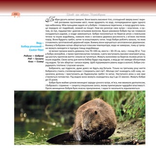 166 Цікаве про тварин Чернігівщини
обри досить великі гризуни. Вони мають масивне тіло, сплощений зверху вниз і вкри-
тий роговими лусочками хвіст, яким вдаряють по воді, попереджаючи один одного
про небезпеку. Між пальцями задніх ніг у бобрів – плавальна перетинка, а пазур другого паль-
ця передніх ніг подвійний, схожий на пінцет. Ним він розчісує своє хутро – еластичне, з гус-
тим, як пух, підшерстям і довгим остьовим волосом. Вушні раковини бобрів під час плавання
складаються уздовж, а ніздрі замикаються. Бобри поселяються по берегах річок з повільною
течією та інших водоймищ, навколо яких є заплавна деревна рослинність з м’яких листяних
порід. Вони будують греблі, хатки та влаштовують гатки. Іноді бобри роблять канали, по яких
сплавляють заготовлений деревний корм. Взимку вони харчуються заготовленою деревиною.
Взимку в бобрових хатках зберігається плюсова температура, вода не замерзає, тому ці гризу-
ни можуть виходити в підлідну товщу водоймища.
Ці великі гризуни мають довжину тіла 70–100 см, хвоста – 30–35 см, вагу – понад 30 кг. Тіло
у бобра незграбне, з трохи приплюснутою головою, з рота виступають масивні жовтуваті різці,
що ростуть протягом життя і ніколи не тупляться. Живуть колоніями на берегах лісових річок та
інших водойм. Свою хатку для житла бобер будує над водою, а вхід до неї завжди облаштовує
під водою. Тут він зберігає і запаси корму. Щоб підтримувати рівень води в колонії, бобри спо-
руджують плотини і спускові канали.
Бобренята, що підросли, дуже довго не йдуть від батьків. Тільки на третьому році життя
бобренята стають статевозрілими і створюють свої сім’ї. Молоді сім’ї знаходять собі нову, не-
заселену ділянку і приступають до будівництва греблі та хатки. Наступного року у них вже
з’являється потомство. Під водою вони можуть знаходитись від 5 до 15 хвилин. Живуть бобри
до 25 років.
Бобри були майже цілком винищені заради цінного хутра, м’яса, яке вважали делікатесом,
і бобрового струменя — секрету спеціальних залоз, якому приписували чудодійні властивості.
Проте винищення бобрів було вчасно призупинене, і зараз їх чисельність відновлюється.
Вид –
Бобер річковий –
Castor fiber
Родина — Боброві
Ряд — Гризуни
Клас — Ссавці
Б
 