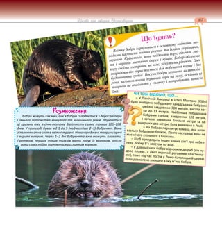 167
Цікаве про тварин Чернігівщини
Розмноження
Бобри живуть сім’ями. Сім’я бобрів складається з дорослої пари
і їхнього потомства минулого та нинішнього років. Злучаються
ці гризуни вже в січні-лютому Вагітність самки триває 105–108
днів. У приплоді буває від 1 до 5 (найчастіше 2–3) бобренят. Вони
з’являються на світ в квітні-травні. Новонароджені тварини зрячі
і вкриті хутром. Через 1–2 дні бобренята вже можуть плавати.
Протягом перших трьох тижнів мати годує їх молоком, опісля
вони самостійно харчуються рослинним кормом.
Влітку бобри харчуються в основному квітами, мо-
лодими пагонами водних рослин та їхніми корінцями,
травою. Крім того, вони поїдають кору, гілочки, лис-
тя і коріння листяних дерев і кущів. Бобер обгризає
кору своїми гострими, як ніж, зігнутими різцями. Цим
знаряддям він користується для добування корму і для
будівництва греблі. Восени бобри активно валять де-
рева, заготовлюючи деревний корм на зиму, оскільки ці
тварини не впадають у сплячку і потребують запасів
їжі.
Що їдять?
ЧИ ТОБІ ВІДОМО, ЩО...
– У Північній Америці в штаті Монтана (США)
було знайдено побудовану канадськими бобрами
греблю завдовжки 700 метрів, висота хат-
ки до 13 метрів. Найбільша побудована
бобрами гребля, завдовжки 120 метрів,
з хаткою заввишки близько метра та за-
вширшки два метри, була виявлена в Росії.
– На бобрах паразитує комаха, яка нази-
вається бобровою блохою. Проте насправді вона не
має нічого спільного з блохами.
– Щоб попередити інших членів сім’ї про небез-
пеку, бобер б’є хвостом по воді.
– У давніші часи бобра відносили до риб (він чу-
дово плаває, а хвіст вкритий роговими пластинка-
ми), тому під час постів у Римо-Католицькій церкві
було дозволено вживати в їжу м’ясо бобрів.
 