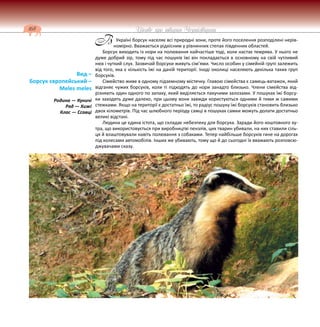168 Цікаве про тварин Чернігівщини
Україні борсук населяє всі природні зони, проте його поселення розподілені нерів-
номірно. Вважається рідкісним у рівнинних степах південних областей.
Борсук виходить із нори на полювання найчастіше тоді, коли настає темрява. У нього не
дуже добрий зір, тому під час пошуків їжі він покладається в основному на свій чутливий
нюх і чуткий слух. Зазвичай борсуки живуть сім’ями. Число особин у сімейній групі залежить
від того, яка є кількість їжі на даній території. Іноді околиці населяють декілька таких груп
борсуків.
Сімейство живе в одному підземному містечку. Главою сімейства є самець-ватажок, який
відганяє чужих борсуків, коли ті підходять до нори занадто близько. Члени сімейства від-
різняють один одного по запаху, який виділяється пахучими залозами. У пошуках їжі борсу-
ки заходять дуже далеко, при цьому вони завжди користуються одними й тими ж самими
стежками. Якщо на території є достатньо їжі, то радіус пошуку їжі борсуків становить близько
двох кілометрів. Під час шлюбного періоду самці в пошуках самки можуть долати достатньо
великі відстані.
Людина це єдина істота, що складає небезпеку для борсука. Заради його коштовного ху-
тра, що використовується при виробництві пензлів, цих тварин убивали, на них ставили сіль-
ця й влаштовували навіть полювання з собаками. Тепер найбільше борсуків гине на дорогах
під колесами автомобілів. Інших же убивають, тому що й до сьогодні їх вважають розповсю-
джувачами сказу.
Вид –
Борсук європейський –
Meles meles
Родина — Куничі
Ряд — Хижі
Клас — Ссавці
В
 