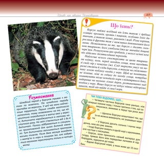 169
Цікаве про тварин Чернігівщини
Розмноження
Шлюбний період у борсуків триває з лю-
того по жовтень. Пік шлюбного періоду
припадає на вересень. У цей час вони найчас-
тіше паруються. Перша стадія вагітності
латентна, тому незважаючи на те, що яй-
цеклітина знаходиться в матці вже у верес-
ні, дитинчата народжуються в лютому на-
ступного року. На світ з’являється від 1 до 4
дитинчат. Пологи відбуваються в спеціаль-
но приготовленій для цього дитячій кімна-
ті. Тут дитинчата залишаються протягом
восьми тижнів. Після двох місяців виходять
з матір’ю із нори в пошуках їжі, але годува-
тися молоком перестануть тільки в чотири
місяці.
Ч
Борсук майже всеїдний він їсть також і дрібних
ссавців: кроликів, кротів і пацюків, особливо їхніх ди-
тинчат, а також комах, равликів і жаб. Різне коріння,
рослини й фрукти теж є важливим доповненням його
меню. Незважаючи на те, що борсук є досить силь-
ною твариною, його улюблена їжа це звичайні дощові
черв’яки. Розшукуючи цих хробаків, у вологі осінні ночі
він здійснює десятигодинні переходи.
Найлегше всього спостерігати за цими тварина-
ми влітку, коли, перед заходом сонця, вони виходять
зі своїх нір у пошуках їжі. Слід звернути увагу на ви-
разні стежки й сліди борсуків, а також на свіжовико-
пану землю поблизу входів у нору. Щоб це помітити,
не пізніше, ніж за годину до заходу сонця, потрібно
влаштувати місце неподалік нори з підвітряного боку,
найкраще на низьких гілках дерев, розташованих над
входом у нору. Якщо борсук не відчує ніяких підозрілих
запахів, тоді він вийде зі своєї нори.
Що їсть?
ЧИ ТОБІ ВІДОМО, ЩО...
– Четверта частина борсуків гине раніше, ніж
вперше покине нору, і тільки третина з тих, що за-
лишилися, виживає в перші три роки жит-
тя.
– Щелепи борсука влаштовані так, що
їх не можна вивернути, не зламавши чере-
па.
– У борсука досить сильна і гнучка мор-
дочка, нею він риє землю.
– Іноді борсуки живуть в одній норі з кроликами,
але частіше з лисицями.
– Борсук, коли приносить свіжий матеріал для
гнізда, тримає його між передніми лапками й під-
боріддям, задкуючи до нори.
– Відомі борсукові нори, у яких живе до 15 осо-
бин.
 