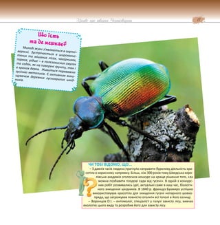 17
Цікаве про тварин Чернігівщини
Що їсть
та де мешкає?
Молоді жуки з’являються в серпні–
вересні. Зустрічається в широколис-
тяних та мішаних лісах, чагарниках,
парках, рідше – в полезахисних смугах
та садах, як на поверхні ґрунту, так і
в кронах дерев. Живиться переважно
гусінню метеликів. Є активним вини-
щувачем деревних лускокрилих шкід-
ників.
ЧИ ТОБІ ВІДОМО, ЩО...
– З давніх часів людина прагнула направити бурхливу діяльність кра-
сотіла в корисному напрямку. Більш, ніж 300 років тому Шведська коро-
лівська академія оголосила конкурс на краще рішення того, «як
можна позбавити плодові сади від гусені». В одній з конкурс-
них робіт розвивались ідеї, актуальні саме в наш час, біологіч-
ного знищення шкідників. В 1840 р. француз Буажиро успішно
використовував красотіла для знищення гусені непарного шовко-
пряда, що загрожував повністю оголити всі тополі в його селищі.
– Воронцов О.І. – ентомолог, спеціаліст у галузі захисту лісу, вивчав
екологію цього виду та розробив його для захисту лісу.
 