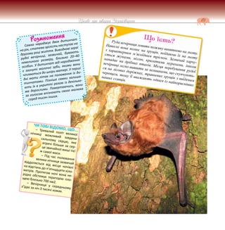 171
Цікаве про тварин Чернігівщини
ЧИ ТОБІ ВІДОМО, ЩО...
– Тривалий політ великої
нічниці можливий завдяки
сильному серцю, яке
втричі більше за сер-
це звичайної миші тієї
ж самої маси.
– Під час полювання
велика нічниця зазвичай
віддаляється від місця ночівлі
на відстань до п’ятнадцяти кіло-
метрів. Протягом ночі вона не-
рідко обстежує територію пло-
щею близько 700 км2.
– Вечірниця у середньому
з’їдає за ніч 3 тисячі комах.
Розмноження
Самка народжує двох дитинчат
на рік, статева зрілість наступає на
другому році життя. Виводкові зграї
рудої вечірниці, зазвичай, бувають
невеликого розміру, близько 20–40
особин. У дитинчат від народження
є загнуті молочні зуби, якими вони
чіпляються до шкіри матері. У перші
дні мати літає на полювання із ди-
тинчатами. Пізніше самки залиша-
ють їх в укритті разом із декілько-
ма дорослими. Повертаючись, вони
за голосом впізнають свого малюка
серед тисяч інших.
Руда вечірниця ловить поживу винятково на льоту.
Навесні вона полює на хрущів, поїдаючи їх на льоту
з характерним м’ясоїдним тріском. Зазвичай харчу-
ється жуками, міллю, крилатими мурахами, інколи
нападає на дрібних птахів. Місця перебування рудої
вечірниці легко виявити за залишками, що скупчують-
ся на лісових доріжках, травневих хрущів з виїденим
черевцем, тому її вважають одним із найкорисніших
наших ссавців.
Що їсть?
 